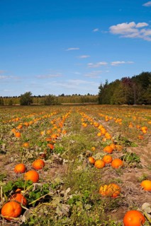 Pumpkins in the field at harvest time