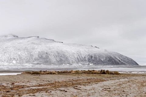Large pod of Walruses (Odobenus rosmarus)