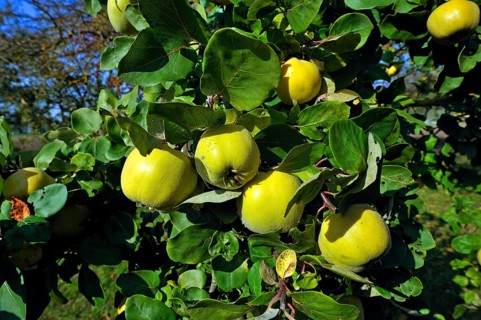Pear Quince (Cydonia oblonga var.) on the tree