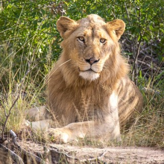 African Lion (Panthera leo)