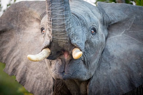 Young African elephant (Loxodonta africana) lifts trunk