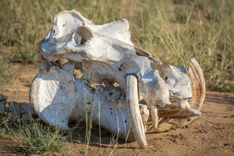 Skull of a Hippo (Hippopotamus amphibius)