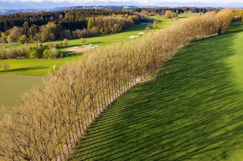 Tree row with long shadows