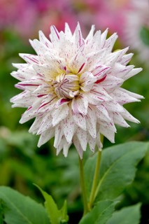 Decorative Dahlia (Dahlia)
