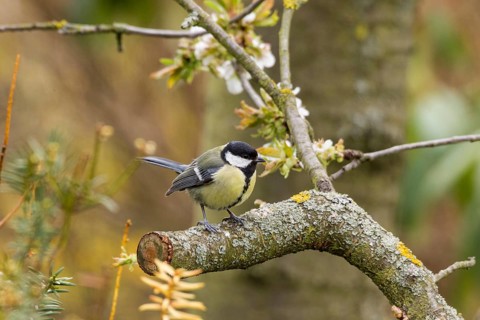 Great Tit (Parus major)