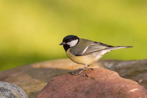 Great Tit (Parus major)