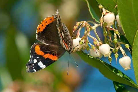 Red Admiral (Vanessa atalanta)