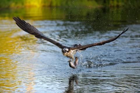 Osprey (Pandion haliaetus) in flight with Rainbow Trout (Oncorhynchus mykiss) as prey
