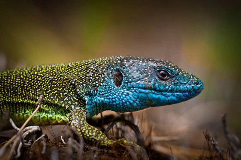 Eastern Green Lizard (Lacerta viridis)