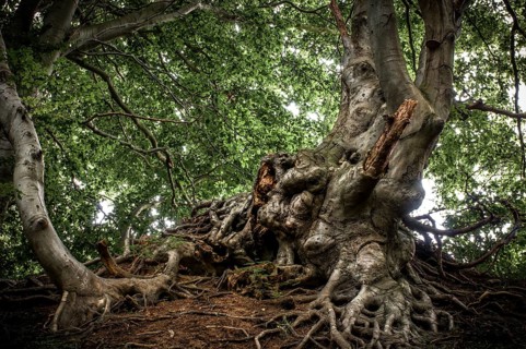 Ancient Beech (Fagus) in a forest