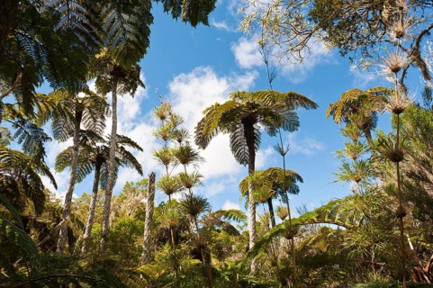 Forest with Tree Ferns (Cyatheales) and bamboo