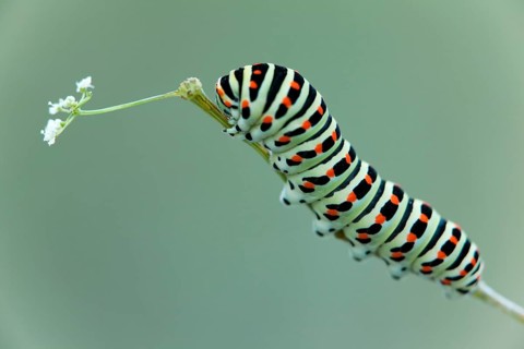 Caterpillar of an Old World Swallowtail butterfly (Papilio machaon)