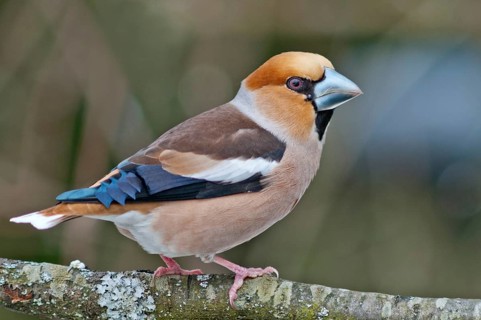 Hawfinch (Coccothraustes coccothraustes)