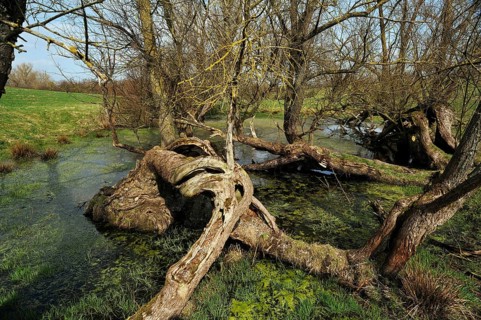 Old willow trees (Salix) at a dead ice kettle hole