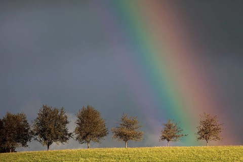 Rainbow behind a row of trees