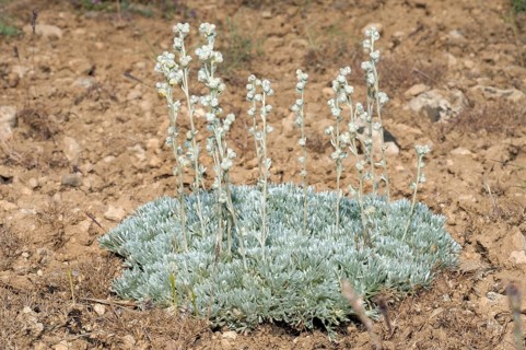 Wormwood (Artemisia sp.)