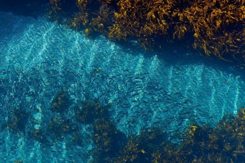 Shoal of fish in the blue sea