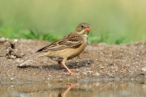 Ortolan Bunting (Emberiza hortulana) beside a pond