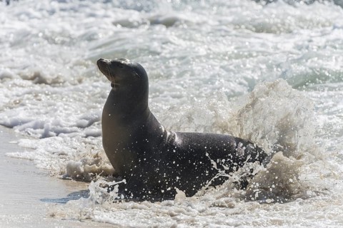 Galapagos Sea Lion (Zalophus wollebaeki) in the surf