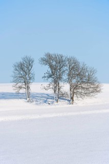 European Ash or Common Ash (Fraxinus excelsior) trees in the snow