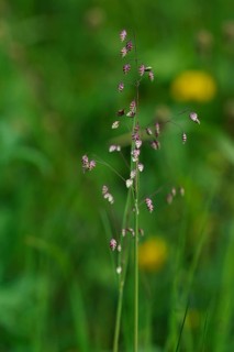 Quaking-grass (Briza media)