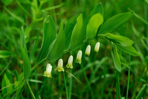 Angular Solomon's Seal or Scented Solomon's Seal (Polygonatum odoratum) with raindrops
