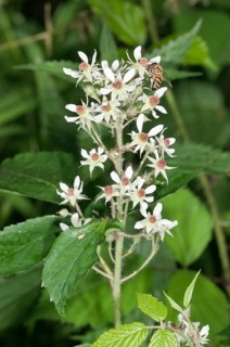 Blackberry (Rubus fruticosus)