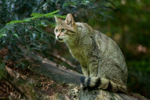 European wild cat (Felis silvestris) sitting on a tree trunk