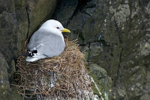 Breeding Black-legged Kittiwake(Rissa tridactyla)