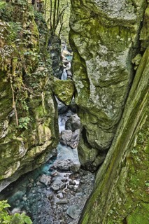 Bear's Head