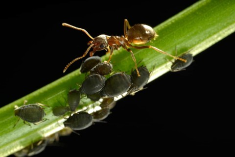 Aphids (Aphidoidea) being milked by an Ant (Formidicae)