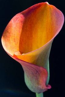 Orange-red flower of a Calla or Calla Lily (Zantedeschia)