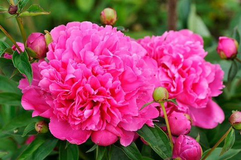 Peony (Paeonia)