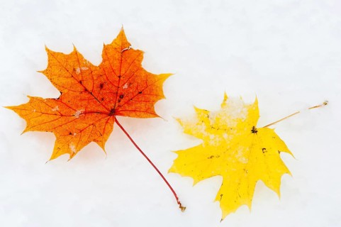 Autumn leaves