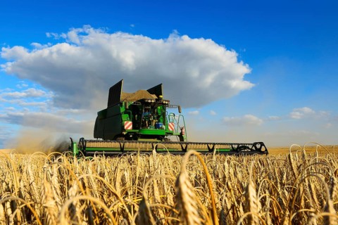 Combine harvester harvests Barley (Hordeum vulgare)