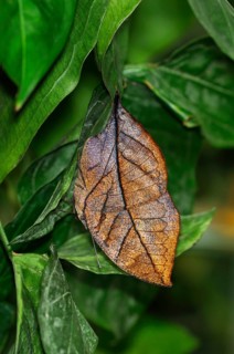 Indian or Malayan Leafwing Butterfly (Kallima paralekta)