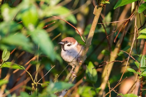 Tree Sparrow (Passer montanus)