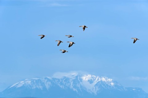 Greylag Geese (Anser anser)