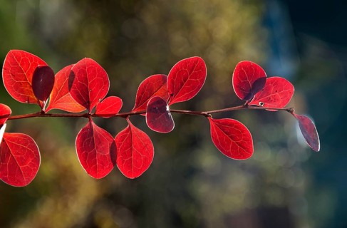 Red Leaf Japanese Barberry (Berberis thunbergii atropurpurea)
