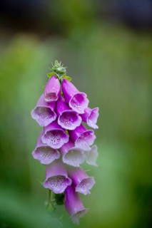 Purple Foxglove or Lady's Glove (Digitalis purpurea)