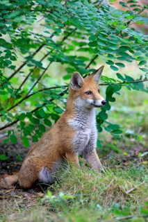Red Fox (Vulpes vulpes)