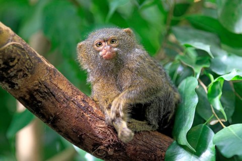 Pygmy Marmoset (Cebuella pygmaea)