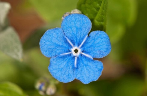 Creeping Navelwort or Blue-eyed Mary (Omphalodes verna)