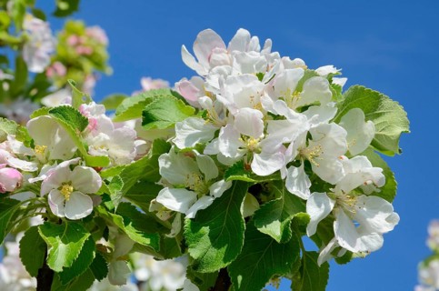 Apple blossoms (Malus sp. Hybrids Mill.)