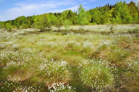Flooded bog with blooming Hare's-tail Cottongrass
