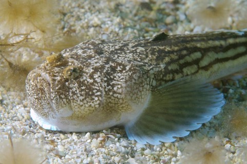 Atlantic Stargazer (Uranoscopus scaber)