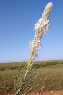 Asphodeline parviflora (Asphodelina taurica)