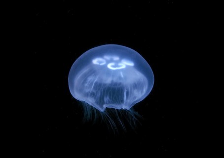 Moon jellyfish saucer jelly (Aurelia aurita)
