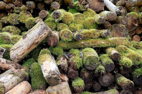 Woodpile covered with moss