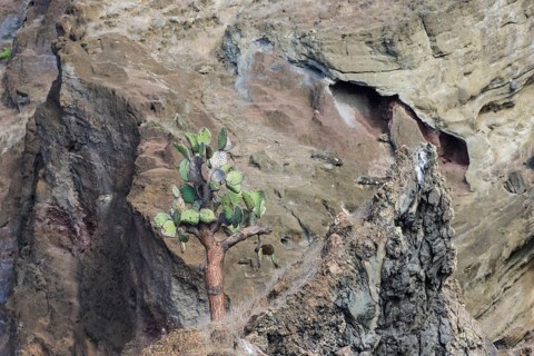 Galapagos Prickly Pear (Opuntia echios) growing on a multi-coloured lava cliff